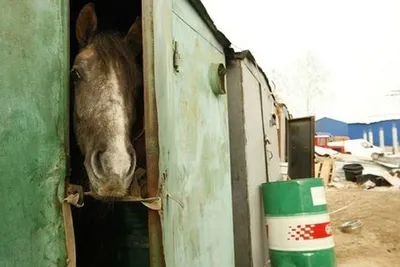 Саратовская полиция построила образцовую конюшню для служебных лошадей |  Новости Саратова и области — Информационное агентство \"Взгляд-инфо\"