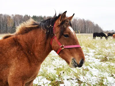 В Екатеринбурге спасли голодавшую лошадь. В состоянии животного виновата  хозяйка или конюшня? - 13 декабря 2021 - Е1.ру