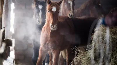Табун лошадей в конюшне Падение в страну Стоковое Фото - изображение  насчитывающей отечественно, листья: 130642896