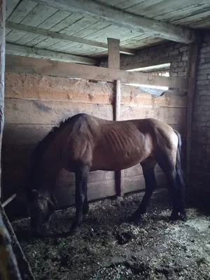 У нас один шанс — мировое»: «Сосновый бор» готов передать конюшни, чтобы  сохранить дом для лошадей - 1 февраля 2020 - v1.ru
