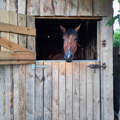 Полиция Саратова: В новой конюшне живут 10 лошадей, 8 кошек и 3 собаки
