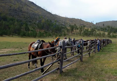 В Киеве на конюшне нашли заморенных голодом лошадей • Портал АНТИКОР