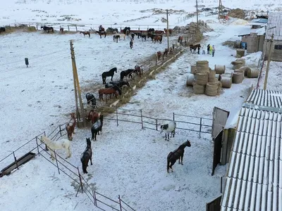 На ипподроме в частной конюшне лошади умирали от голода в грязи и лужах  крови – Новости Узбекистана – NOVA24.UZ