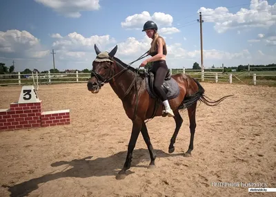 Одриосола из «Реала» с детства обожает лошадей (есть своя конюшня). Для  него они лучшие психологи - Высоцкий - Блоги - Sports.ru