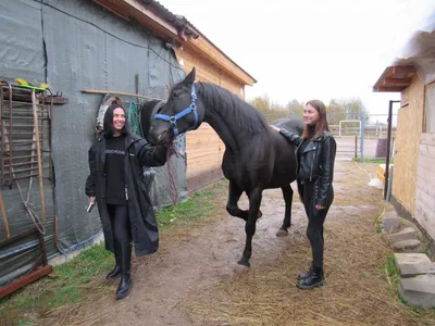 Приют-конюшня для лошадей «Шанс на жизнь» | Facebook