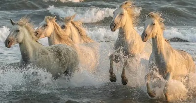 Стадо Диких Лошадей Бегущих В Воде — стоковые фотографии и другие картинки  Лошадь - Лошадь, Бегать, Животные в дикой природе - iStock