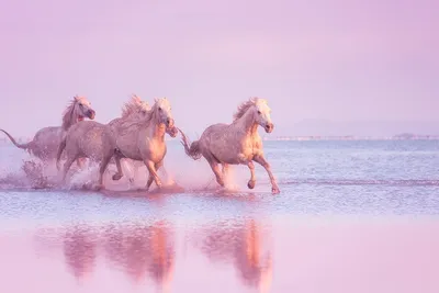 Фото лошадей в воде 