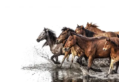 Табун лошадей скакать на воде Стоковое Фото - изображение насчитывающей  река, лето: 69340854