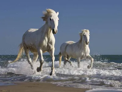 Обои на рабочий стол Две белые лошади играют, стоя в воде, обои для  рабочего стола, скачать обои, обои бесплатно