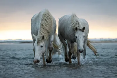 Красивые лошади, работающие на пляже в морской воде Стоковое Изображение -  изображение насчитывающей свободно, табун: 198122329