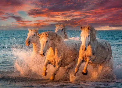 лошади отдыхая в воде стоковое фото. изображение насчитывающей лошадь -  71369498
