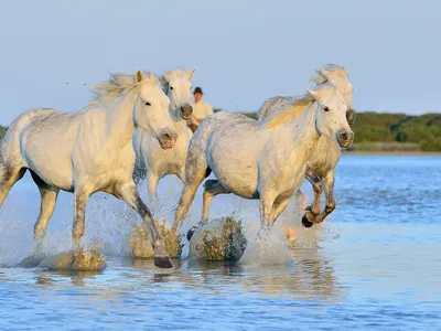 черно белое фото двух лошадей в воде, черно белые изображения лошадей,  лошадь, животное фон картинки и Фото для бесплатной загрузки