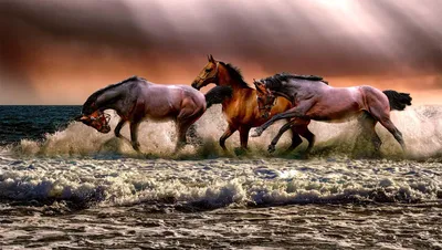Лошадей В Воде — стоковые фотографии и другие картинки Бегать - Бегать,  Лошадь, Галоп - аллюр животного - iStock
