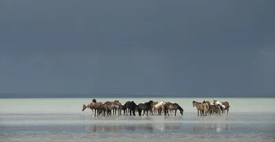 Фотографии лошадь белых вдвоем воде животное 2560x1707