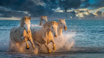 Стадо Белых Лошадей Работающие В Воде — стоковые фотографии и другие  картинки Лошадь - Лошадь, Стадо, Бегать - iStock