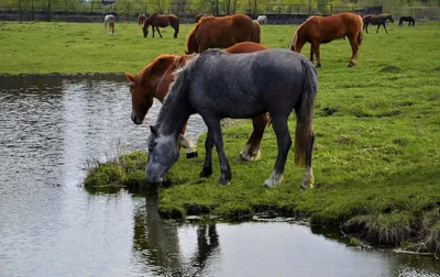 Галоп бега лошадей в воде стоковое изображение. изображение насчитывающей  цветасто - 102944295