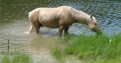 Пазл лошади в воде - разгадать онлайн из раздела \"Животные\" бесплатно
