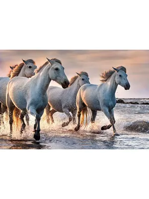 Картинки Лошади Бег белых воде Животные 1600x1200