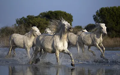 Табун лошадей бегут и резвятся по …» — создано в Шедевруме
