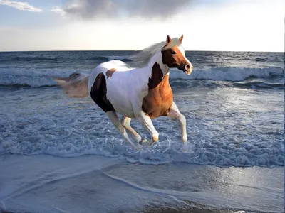 Табун лошадей бежит по воде брызги…» — создано в Шедевруме