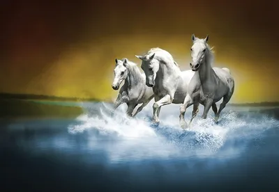 Галоп бега белых лошадей в воде на заходе солнца, Camargue,  Bouches-du-Роне, Франции Стоковое Фото - изображение насчитывающей бег,  франция: 125080908
