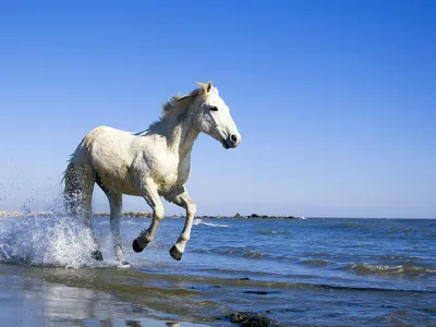Про лошадей и воду | Пикабу