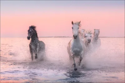 Четыре Свободных Лошади Скачут В Воде — стоковые фотографии и другие  картинки Лошадь - Лошадь, Белая лошадь, Камарг - iStock