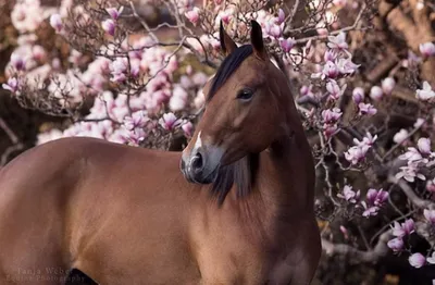 Фото лошадей весной фотографии