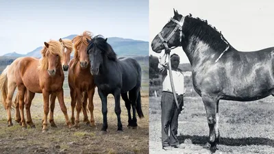 Вес — 700 кг, рост — почти 2 метра: в Абайской области вывели новую породу  лошадей