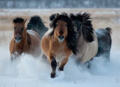 Весенние фотопортреты лошадей