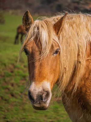Красивая лошадь фото - origins.org.ua