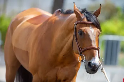 Как правильно мыть лошадь и какие средства использовать - HorseUA