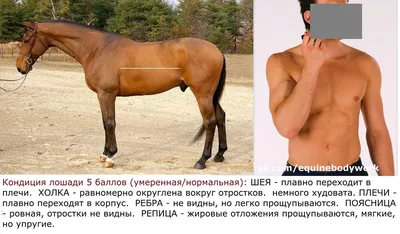 Брошь \"Весна\" голова лошади. Лошадь. Конь купить на Ярмарках. Купить  изделие ручной работы (хенд мейд) в Украине. | Брошь-булавка, Киев.