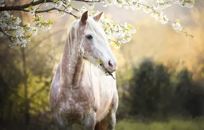 В Фельдман Экопарк появилась еще одна «лечебная» лошадь - FELDMAN-ECOPARK
