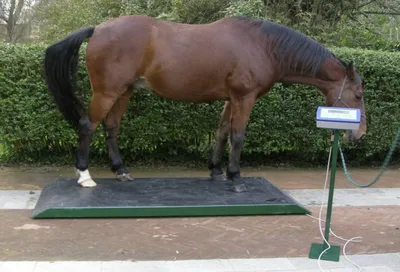 Полигональная лошадь из кортеновской стали в городском парке весной |  ILUM.PRO
