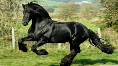 HD обои лошади: Обои лошади HD качества