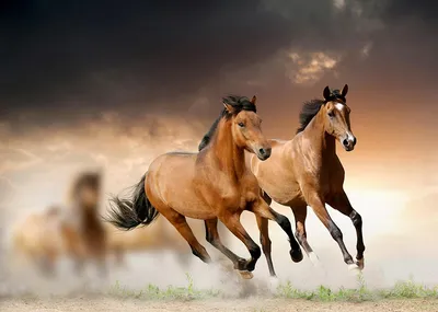 фото лошадей, стоящих в коррале в конюшне Стоковое Фото - изображение  насчитывающей жеребец, гонка: 222172072