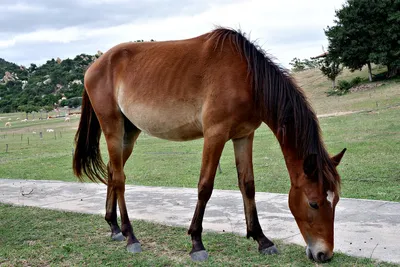 красивая коричневая и белая лошадь стоит в поле с оранжевыми листьями,  раскрашивать картинки с лошадьми, лошадь, картина фон картинки и Фото для  бесплатной загрузки