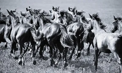 Лошади гуннов