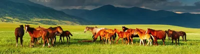 3d иллюстрация скачущей коричневой и белой лошади, бегущая лошадь, жеребец,  наездник фон картинки и Фото для бесплатной загрузки