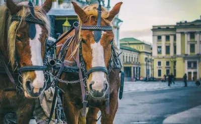 Картина с лошадьми \"Вместе навсегда\". Пара лошадей, лошади купить в  интернет-магазине Ярмарка Мастеров по цене 5500 ₽ – R2H36BY | Картины,  Самара - доставка по России