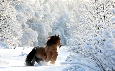 В Жетысу вывели лошадей нового типа казахской породы