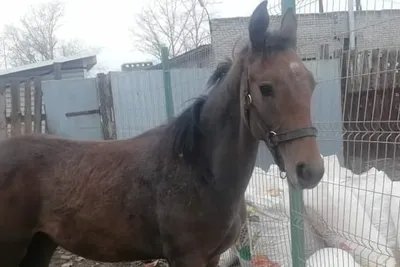 Она съела свою лошадь — теперь 18-летнюю Пию ненавидит весь мир (NRK,  Норвегия) (NRK, Норвегия) | 07.10.2022, ИноСМИ
