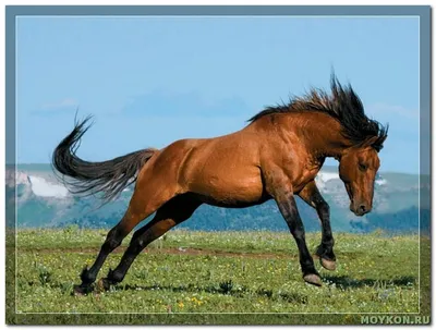 мустанг лошади стоковое изображение. изображение насчитывающей пытливо -  24012305