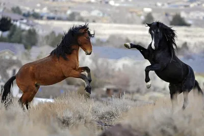 Мустанг: лошадь для ранчо и верховой езды» — создано в Шедевруме