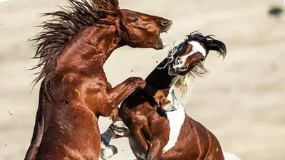 Фигурка лошади мустанг купить по низким ценам в интернет-магазине Uzum