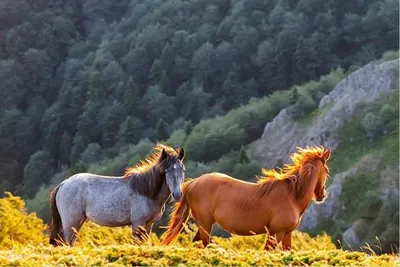 Одичалая лошадь. Мустанг. стоковое изображение. изображение насчитывающей  западно - 26531583