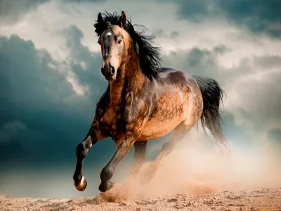 Мустанг лошадь рисунок - 68 фото