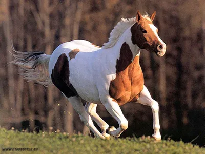 Фигурка Лошади SCHL Sorraia Mustang Stallion купить по низким ценам в  интернет-магазине Uzum