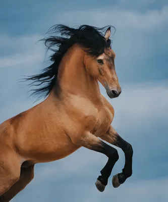 Лошадь Мустанг 2081 – фигурка-сувенир из янтаря и латуни, купить оптом
